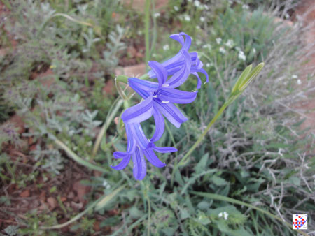 wild Flowers  Eynali  گل های کوه عینالی